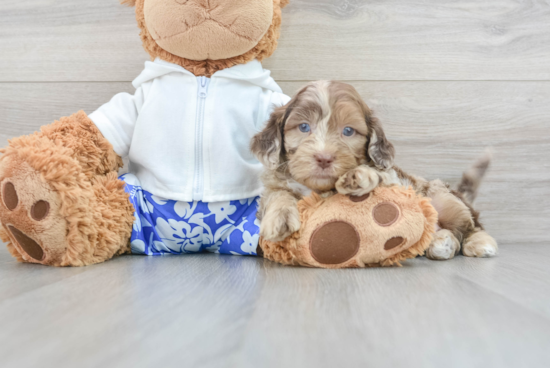 Shih Poo Puppy for Adoption