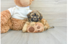 Shih Poo Puppy for Adoption