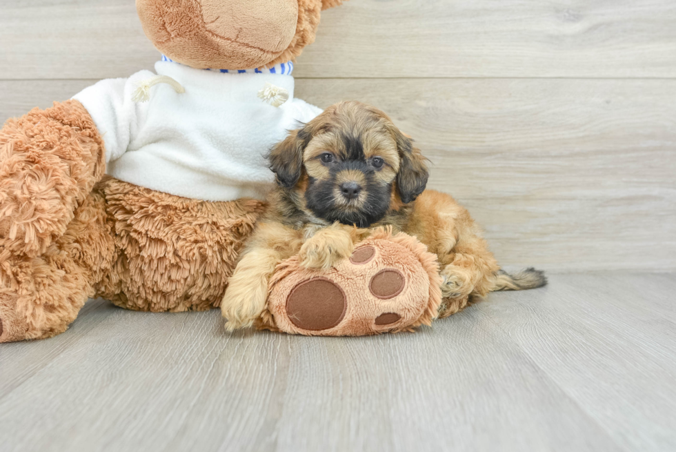 Shih Poo Puppy for Adoption