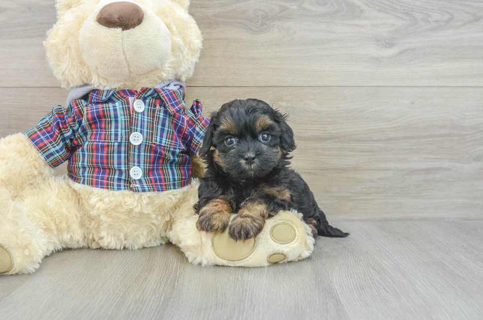 7 week old Shih Poo Puppy For Sale - Premier Pups