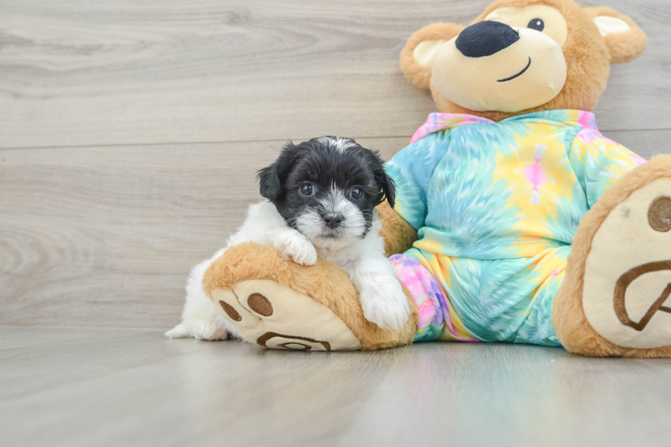 Small Shih Poo Baby