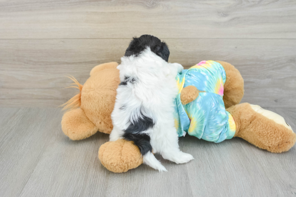Happy Shih Poo Baby