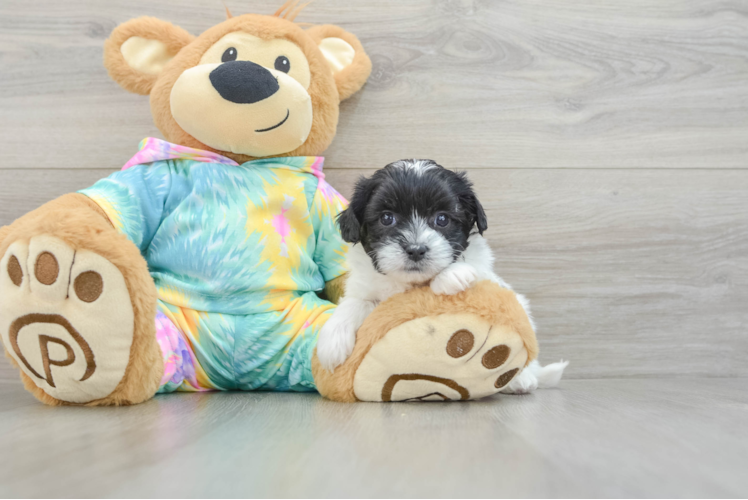 Hypoallergenic Shihpoo Poodle Mix Puppy