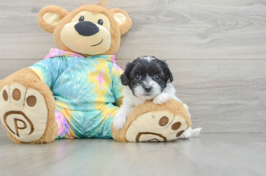 Hypoallergenic Shihpoo Poodle Mix Puppy