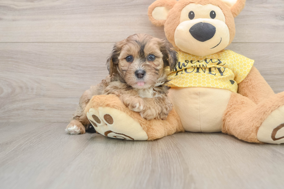 Shih Poo Puppy for Adoption