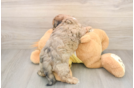 Friendly Shih Poo Baby