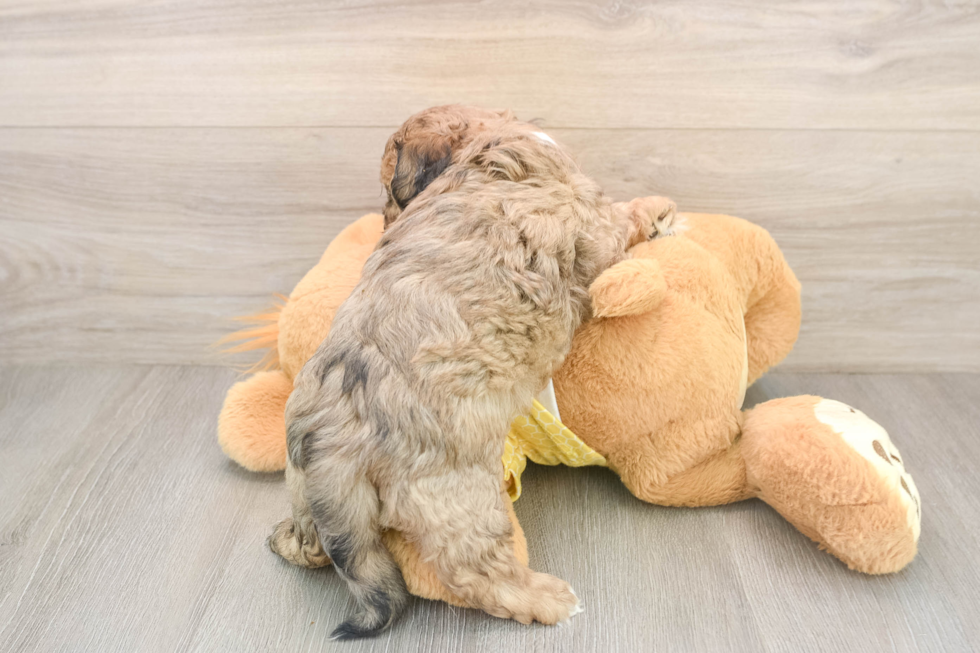 Friendly Shih Poo Baby