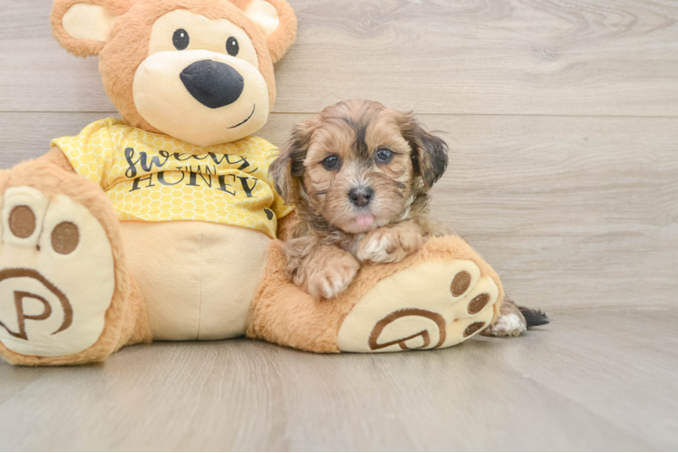Popular Shih Poo Poodle Mix Pup