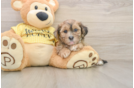 Popular Shih Poo Poodle Mix Pup