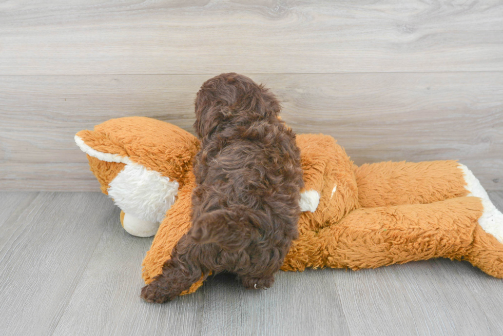 Popular Shih Poo Poodle Mix Pup