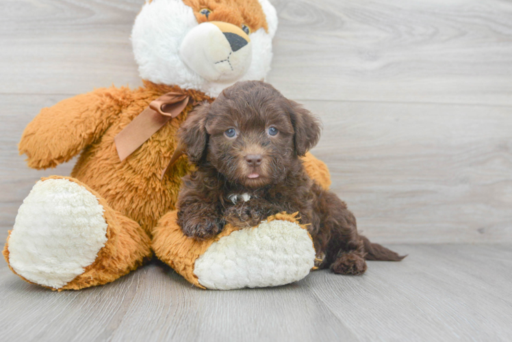 Best Shih Poo Baby