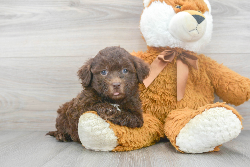 Shih Poo Pup Being Cute