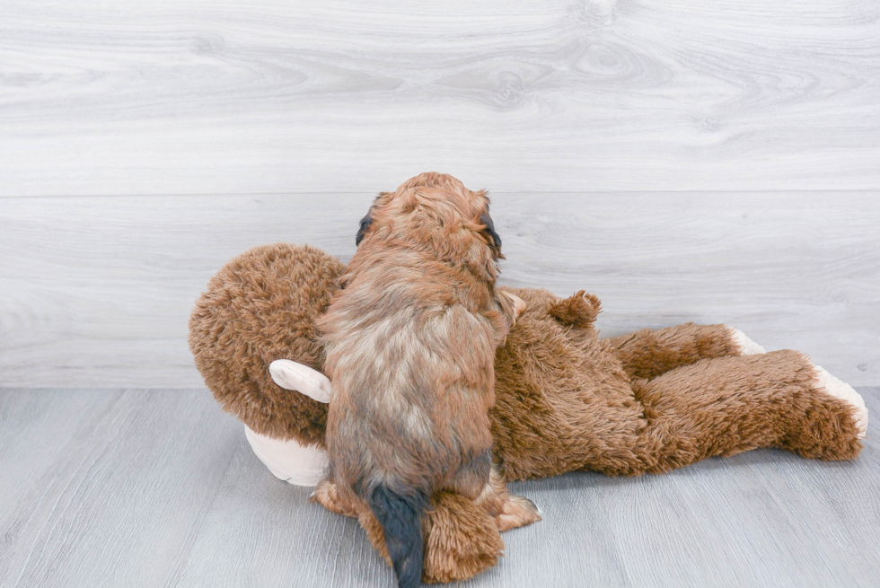 Smart Shih Poo Poodle Mix Pup