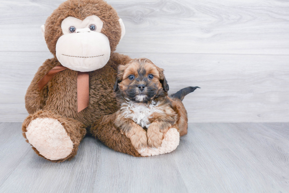 Fluffy Shih Poo Poodle Mix Pup