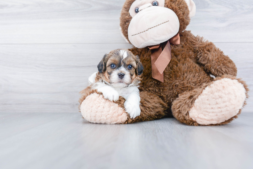 Shih Poo Pup Being Cute