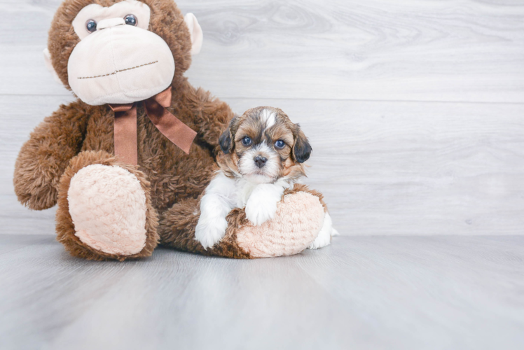 Funny Shih Poo Poodle Mix Pup