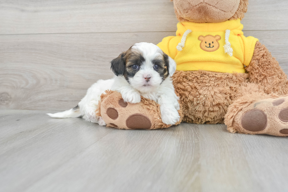 Shih Poo Pup Being Cute