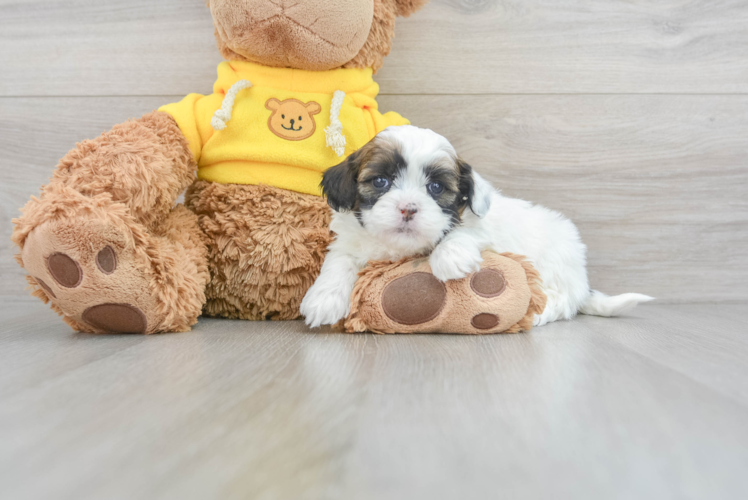 Smart Shih Poo Poodle Mix Pup