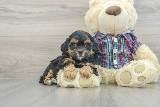 Energetic Shihpoo Poodle Mix Puppy