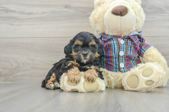 Energetic Shihpoo Poodle Mix Puppy