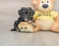 8 week old Shih Poo Puppy For Sale - Premier Pups