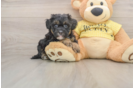Best Shih Poo Baby