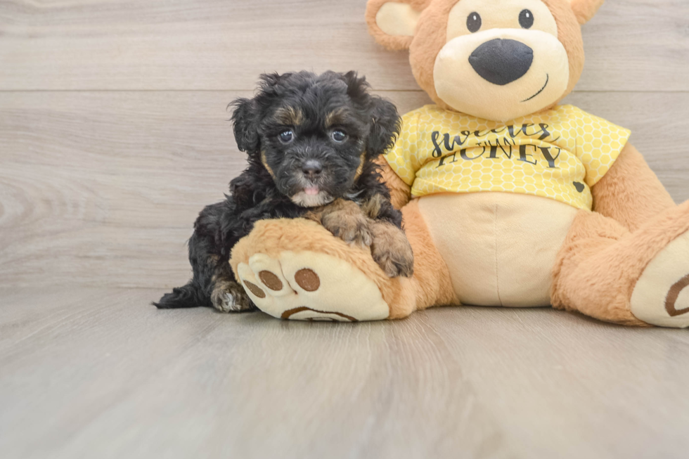 Best Shih Poo Baby
