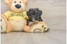 Best Shih Poo Baby