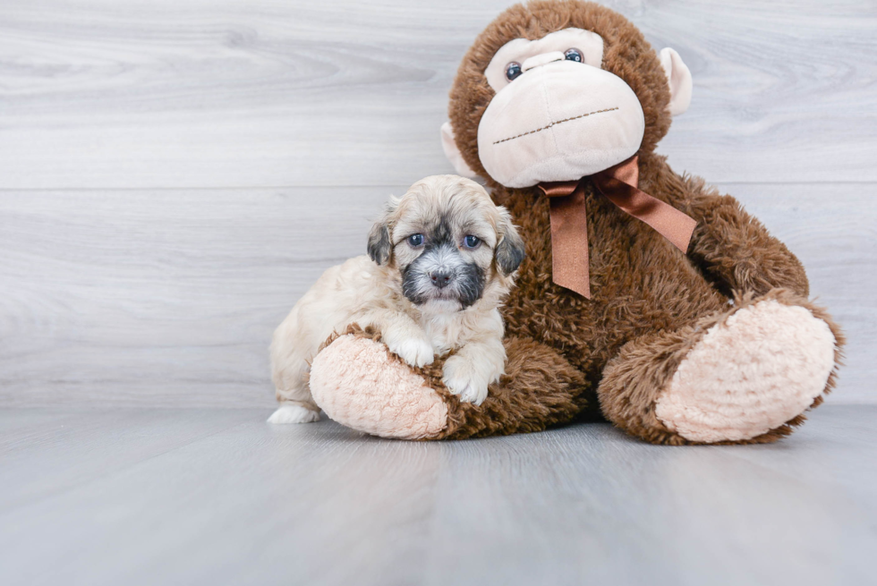 Shih Poo Pup Being Cute