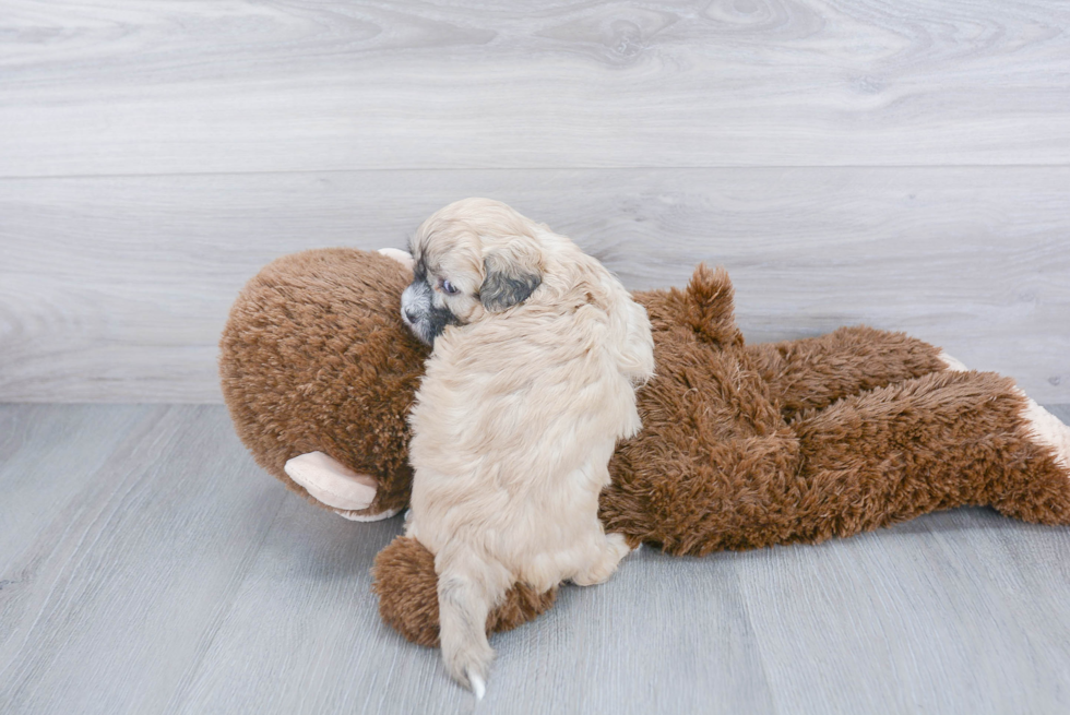 Adorable Shihpoo Poodle Mix Puppy