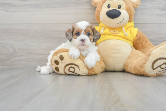 Hypoallergenic Shihpoo Poodle Mix Puppy