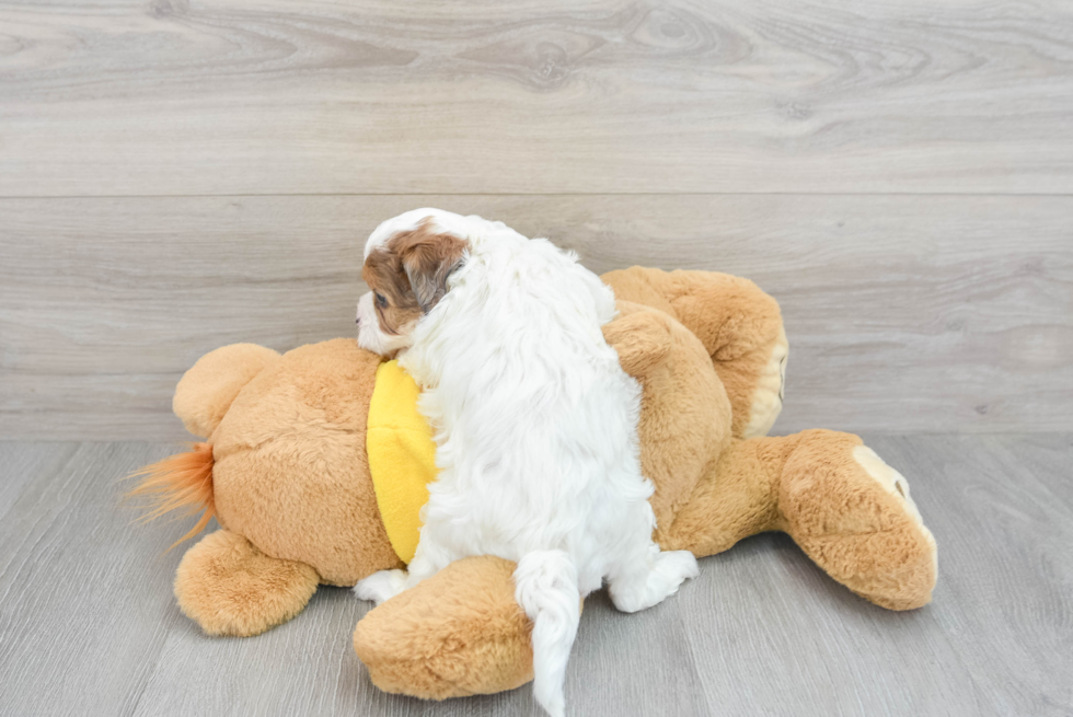 Shih Poo Pup Being Cute