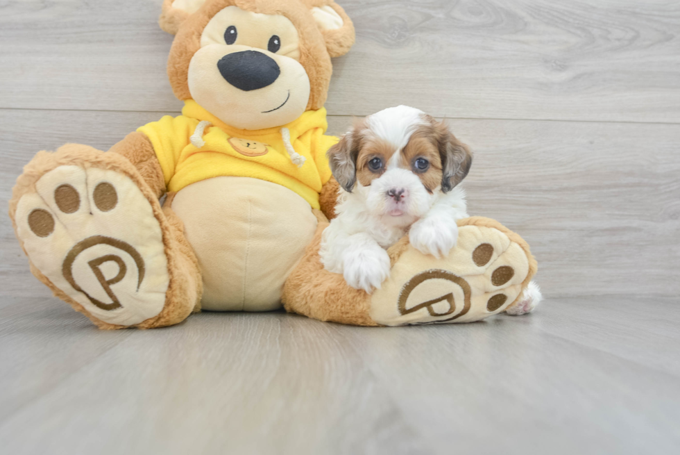 Cute Shih Poo Baby