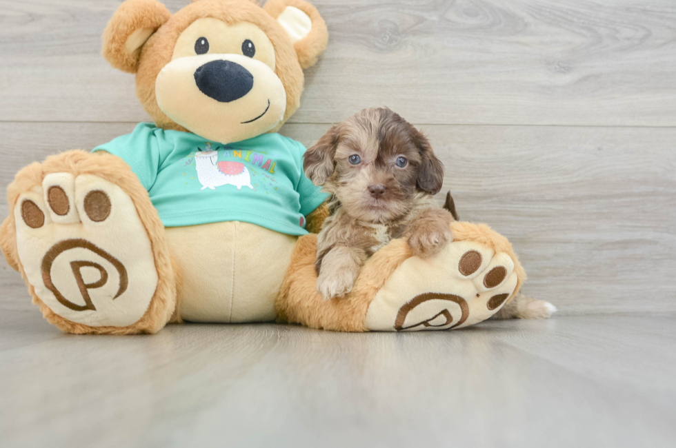 8 week old Shih Poo Puppy For Sale - Premier Pups