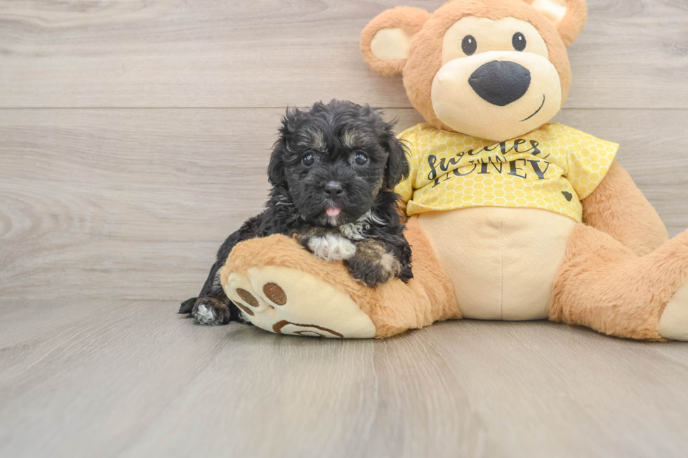 Hypoallergenic Shihpoo Poodle Mix Puppy