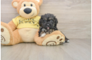 Best Shih Poo Baby