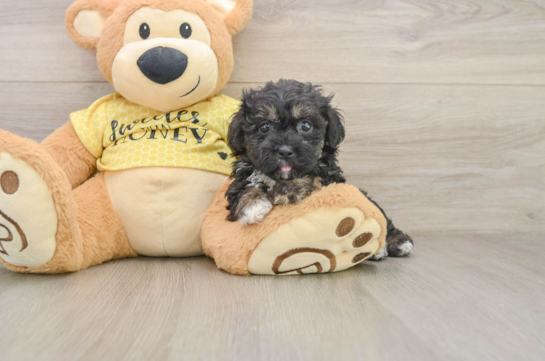 Best Shih Poo Baby
