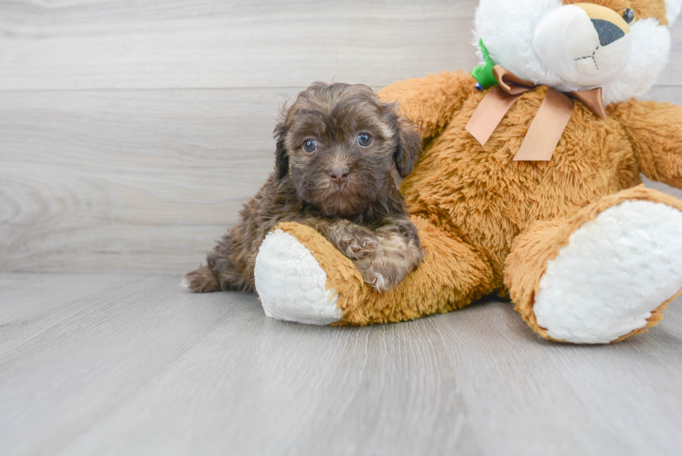 Playful Shih Poo Poodle Mix Puppy