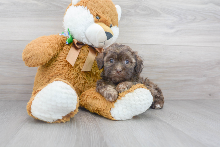 Funny Shih Poo Poodle Mix Pup