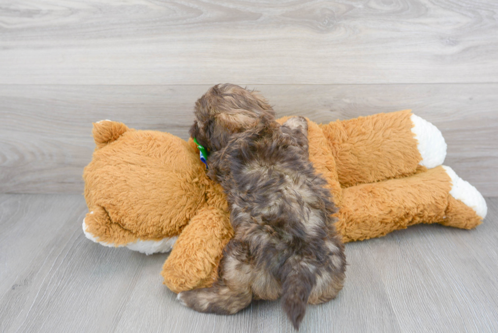 Shih Poo Puppy for Adoption