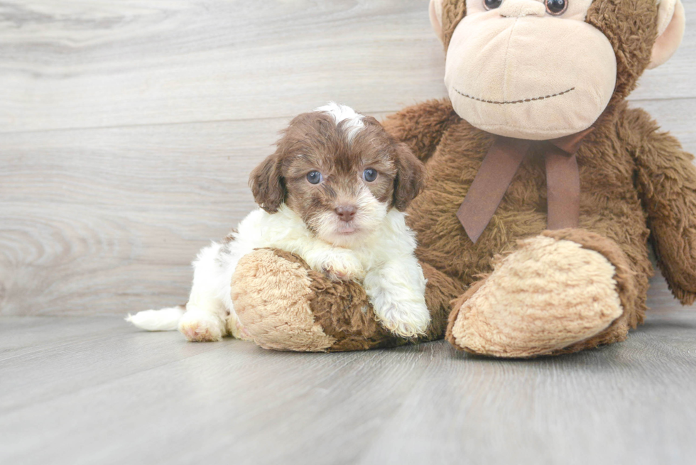 Shih Poo Pup Being Cute