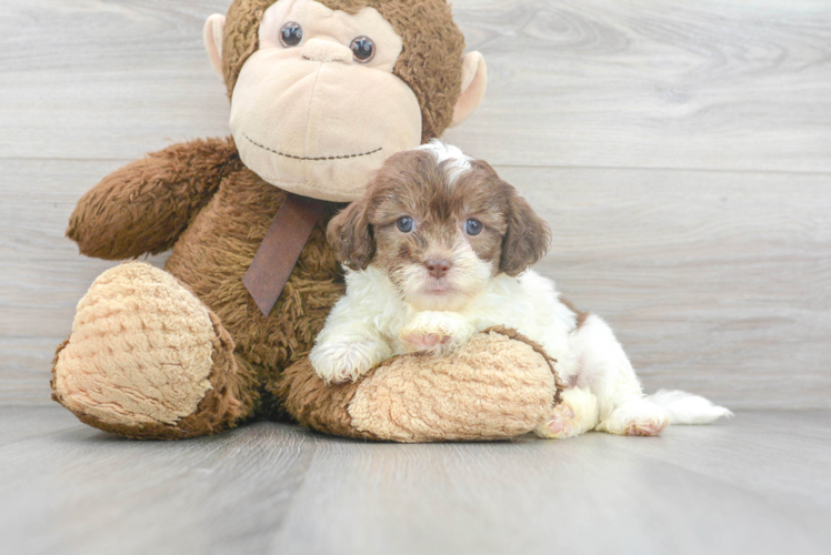 Shih Poo Puppy for Adoption