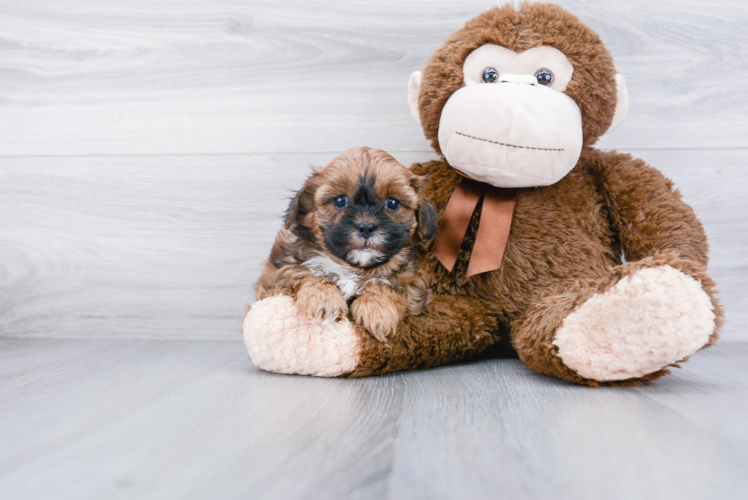 Shih Poo Pup Being Cute