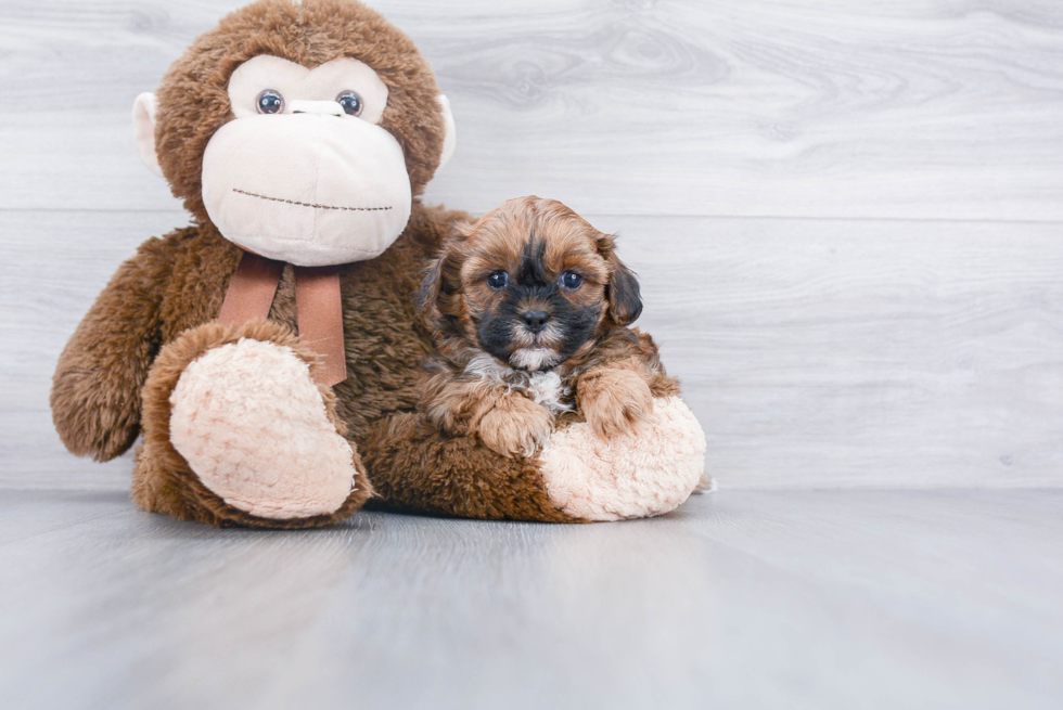 Smart Shih Poo Poodle Mix Pup