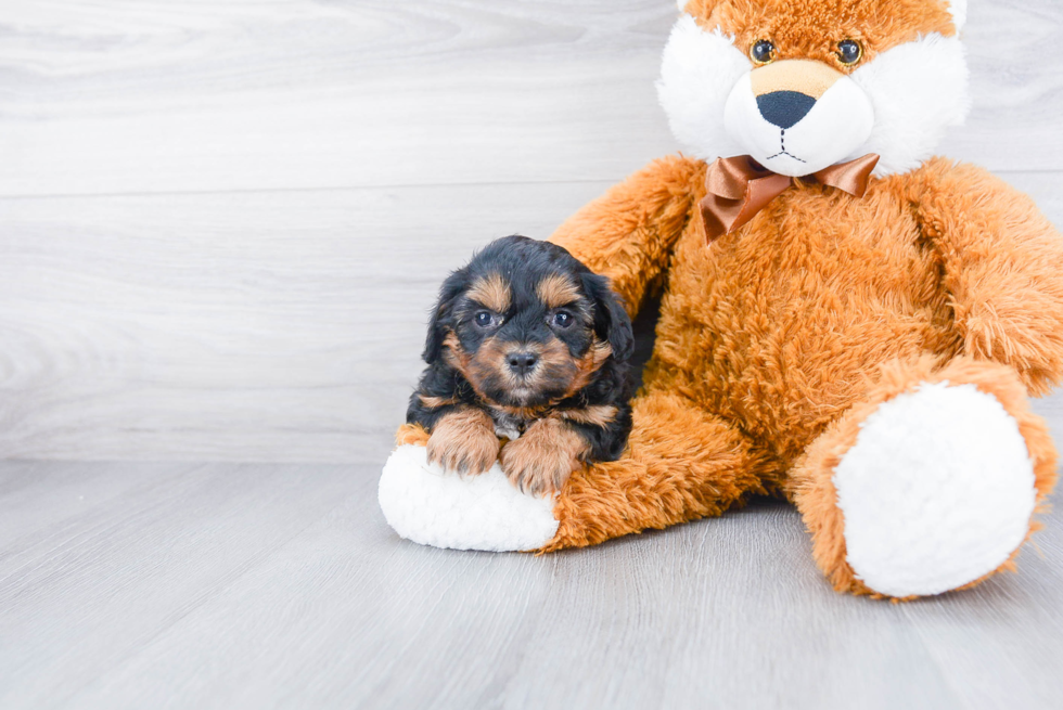 Energetic Shihpoo Poodle Mix Puppy