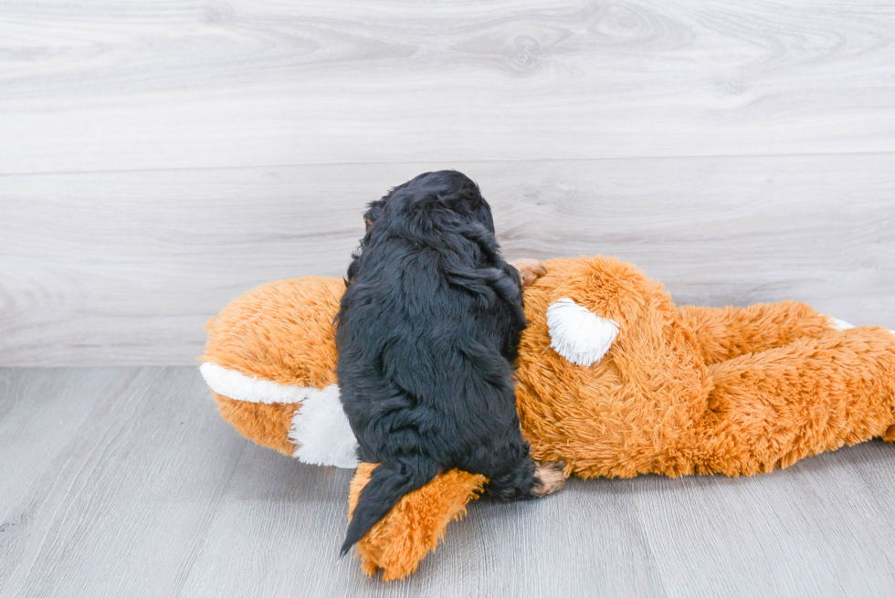 Playful Shih Poo Poodle Mix Puppy