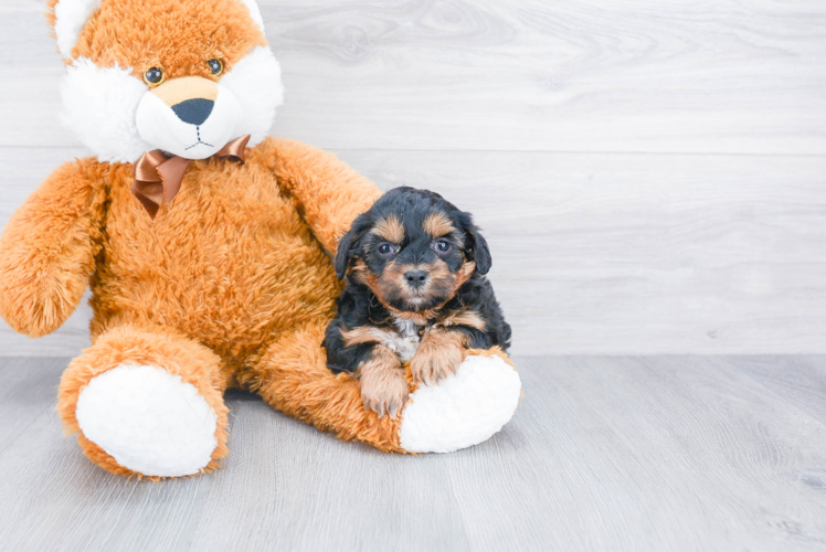 Shih Poo Pup Being Cute