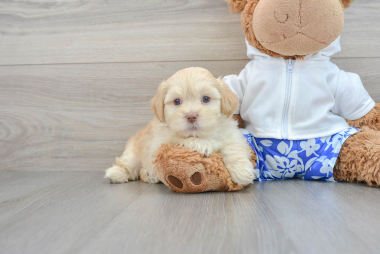 Popular Shih Poo Poodle Mix Pup