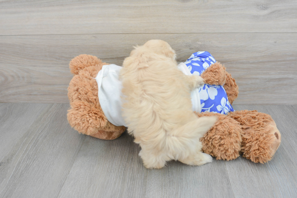 Energetic Shihpoo Poodle Mix Puppy