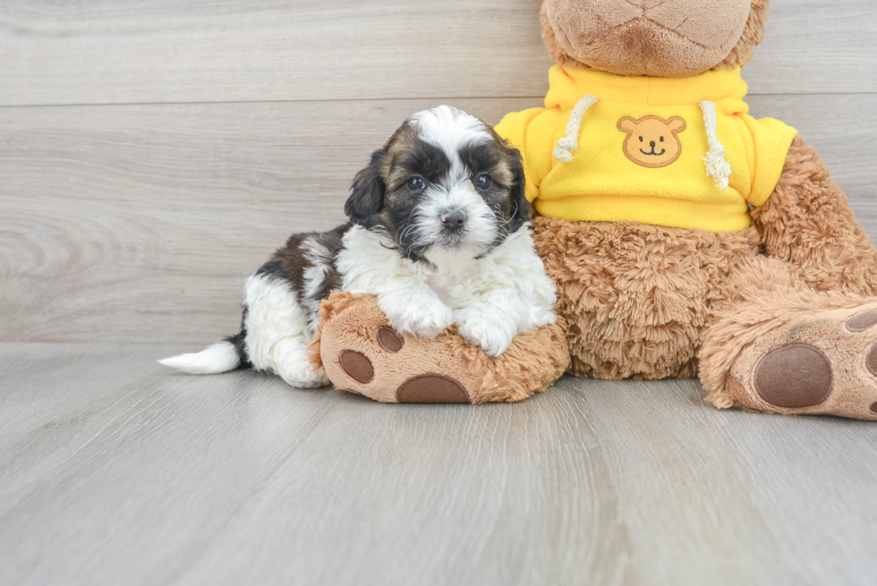 Shih Poo Pup Being Cute